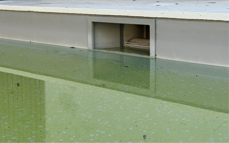 Astuces pour éviter la formation d’algues pendant l’hiver